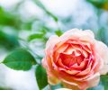 Beautiful Garden Rose in the Garden