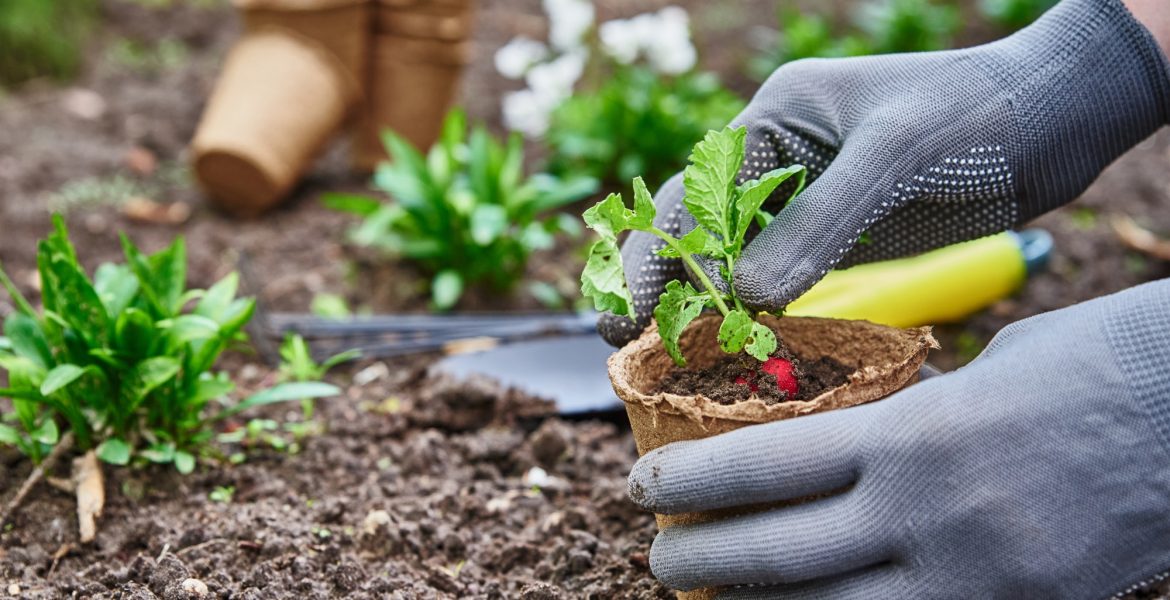 Gardener hands picking and planting vegetable plant in the garden