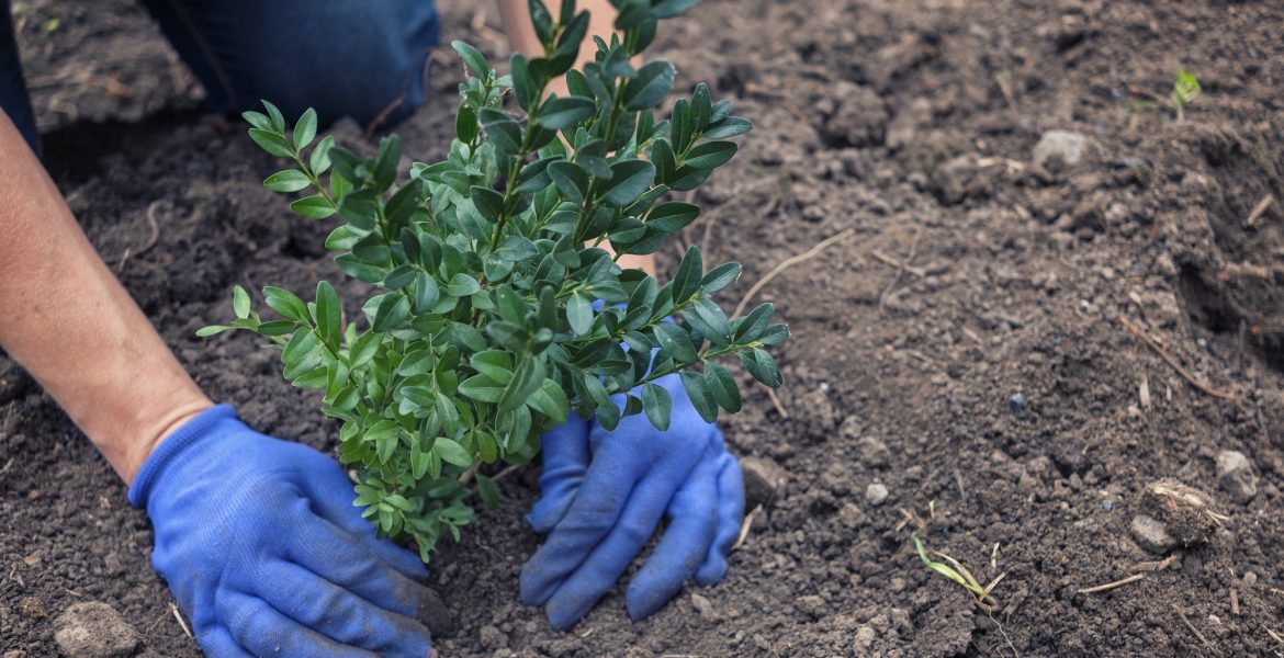 Gardener planting a shrub in a garden